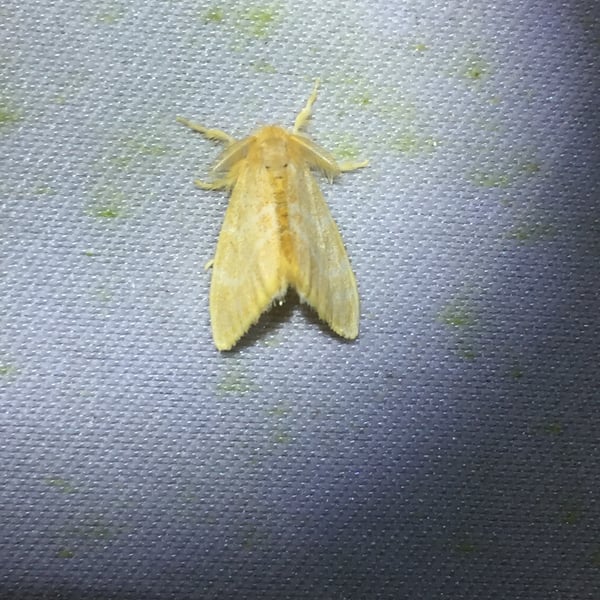 Artaxa drucei