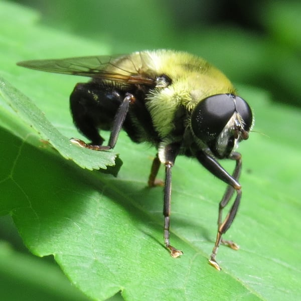 Mallota posticata
