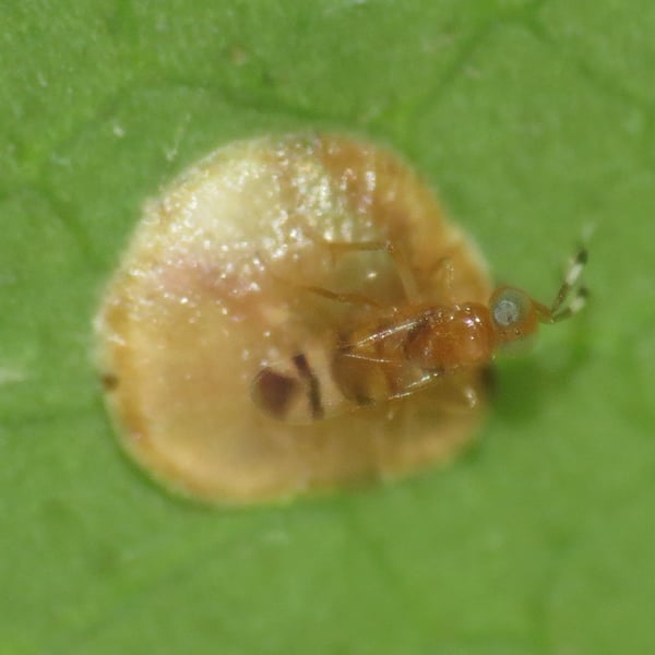Microterys