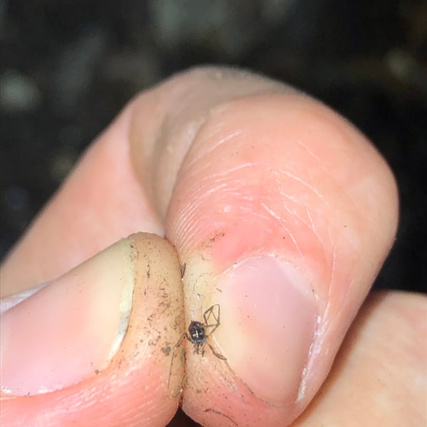 Carinostoma carinatum