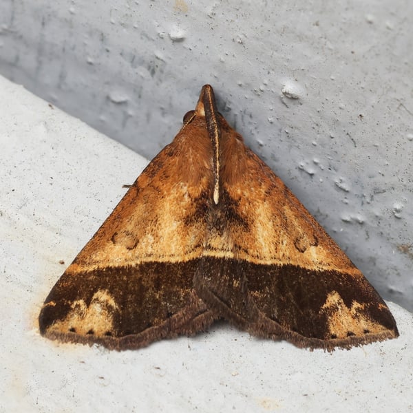 Bertula owadai