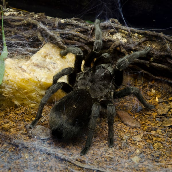 Grammostola pulchra