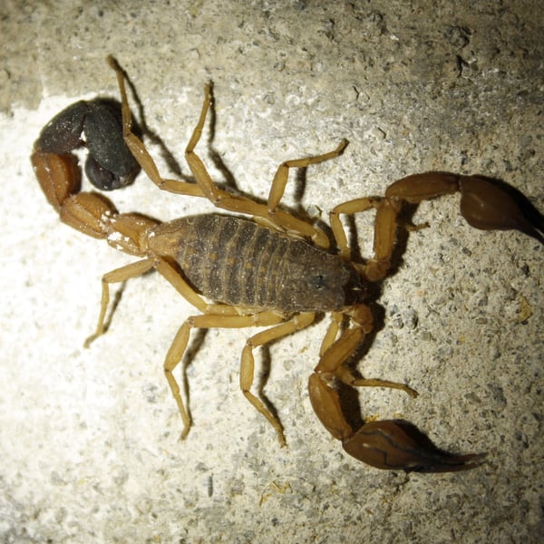 Tityus pugilator