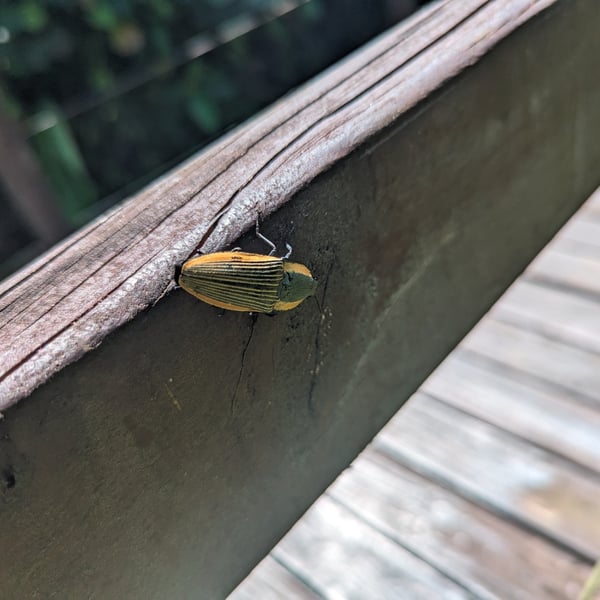 Chalcolepidius rugatus