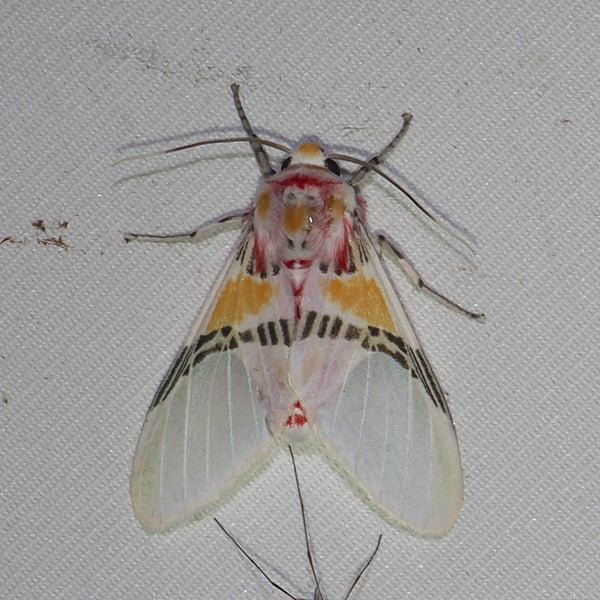 Idalus dorsalis