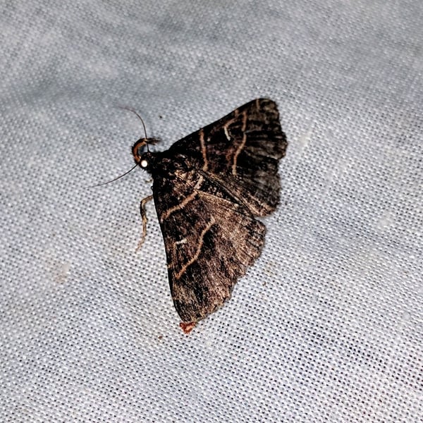Bertula erythrognatha