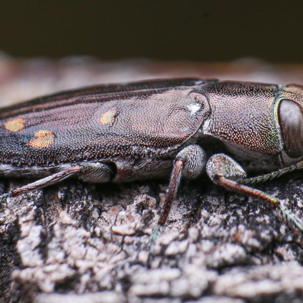 Chrysobothris octocola