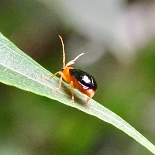 Aulacophora palliata