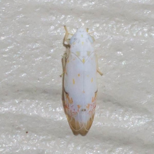 Eratoneura stephensoni