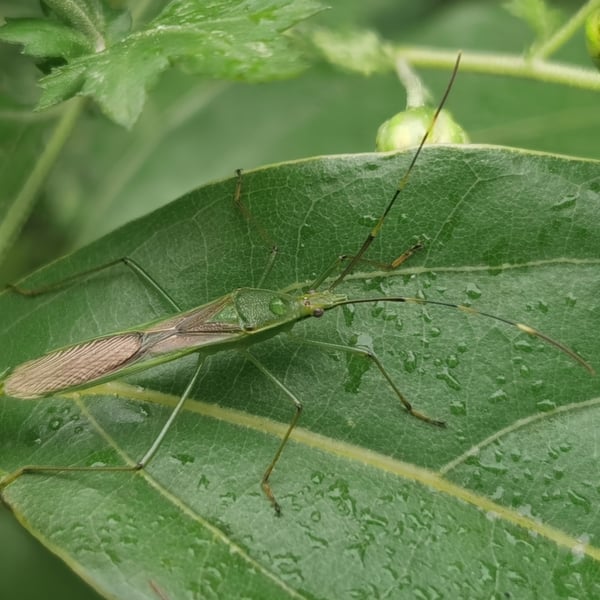 Leptocorisa chinensis