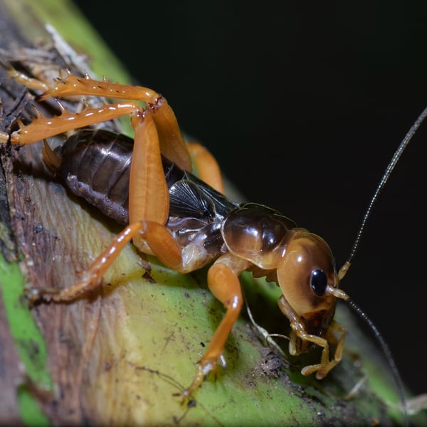 Stenopelmatus sartorianus