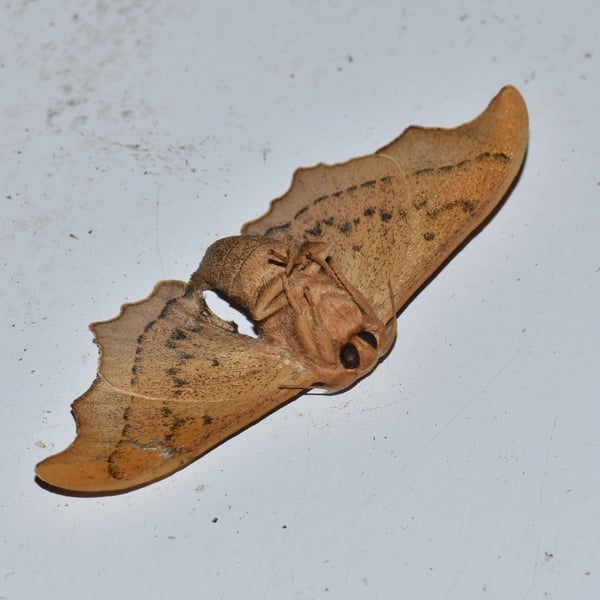 Oberthueria caeca
