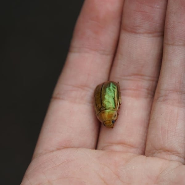 Mimela chinensis