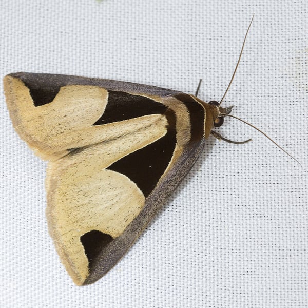 Fodina cuneigera