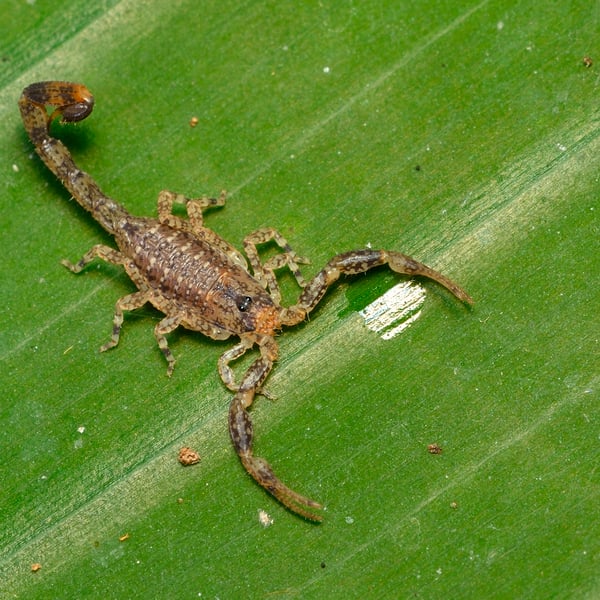 Tityus pusillus