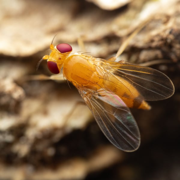 Sobarocephala flaviseta