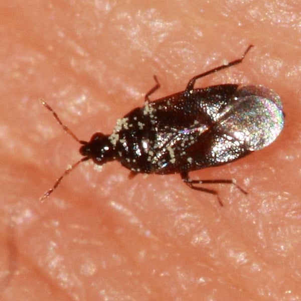 Orius niger