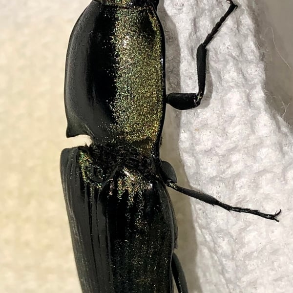 Chalcolepidius lenzi