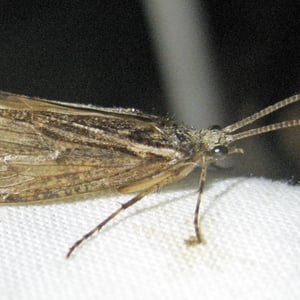 Insects Id: Giant Casemaker Caddisflies (Phryganeidae)