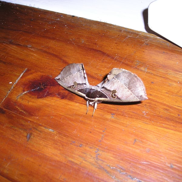 Spiramiopsis comma