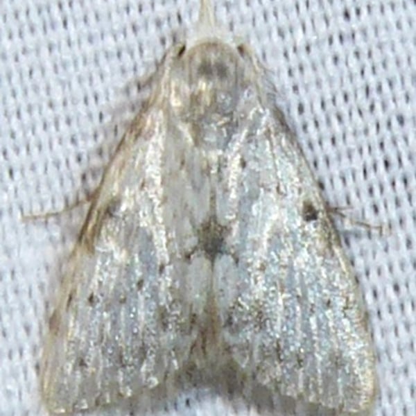 Manoba punctilineata