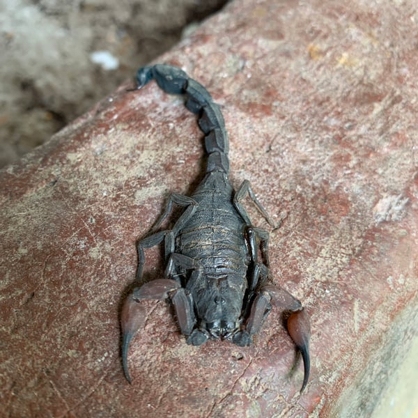 Tityus pachyurus
