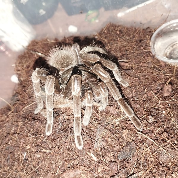 Pamphobeteus petersi