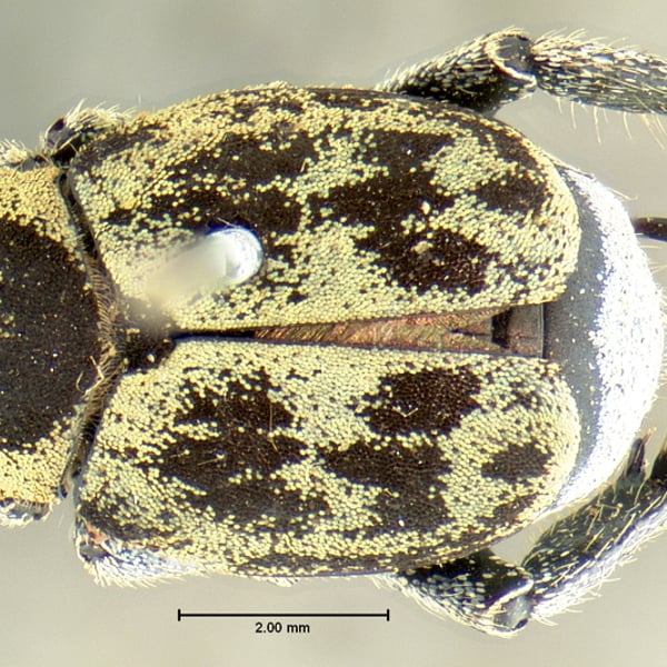 Hoplia dispar