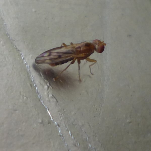 Opomyza germinationis