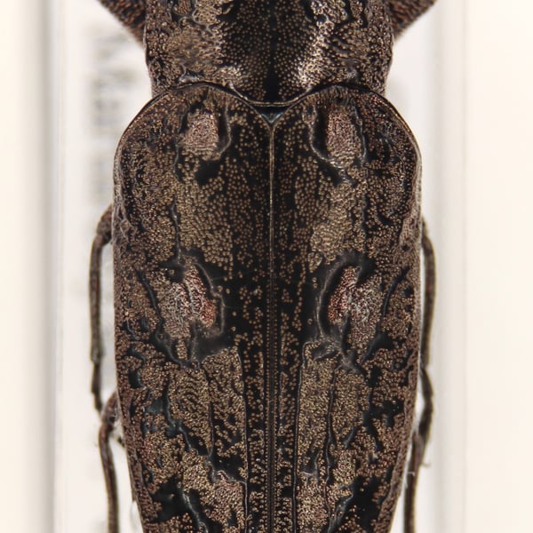 Chrysobothris costifrons