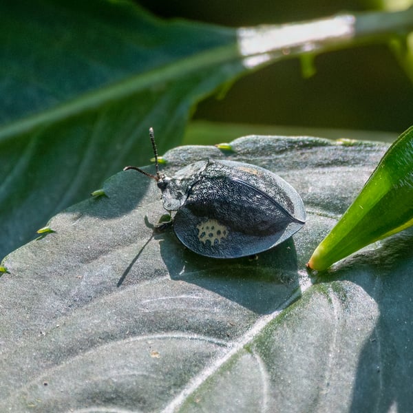 Stolas imparilis