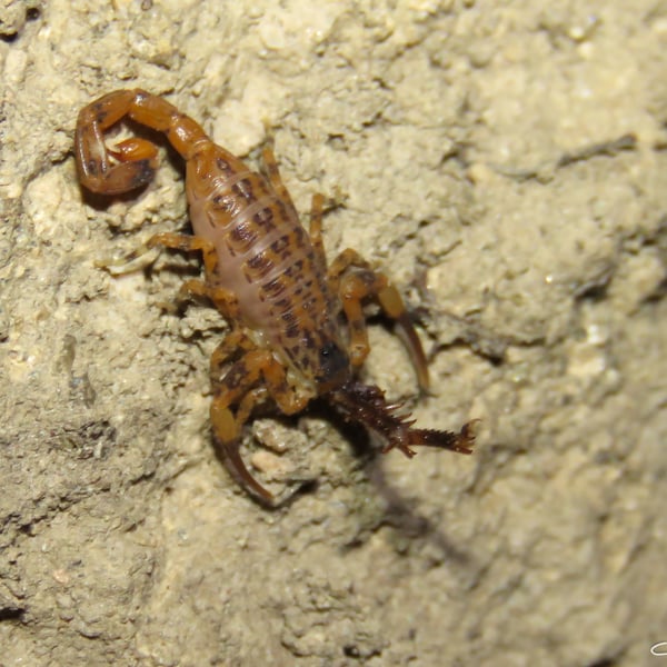 Tityus martinpaechi