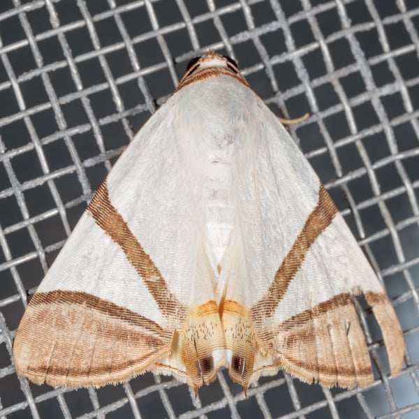 Eulepidotis persimilis