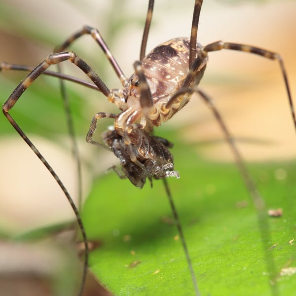 Forsteropsalis marplesi