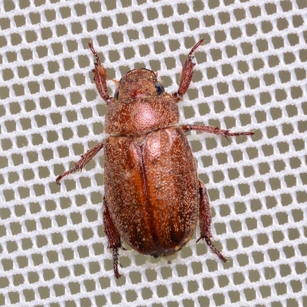 Adoretus tenuimaculatus