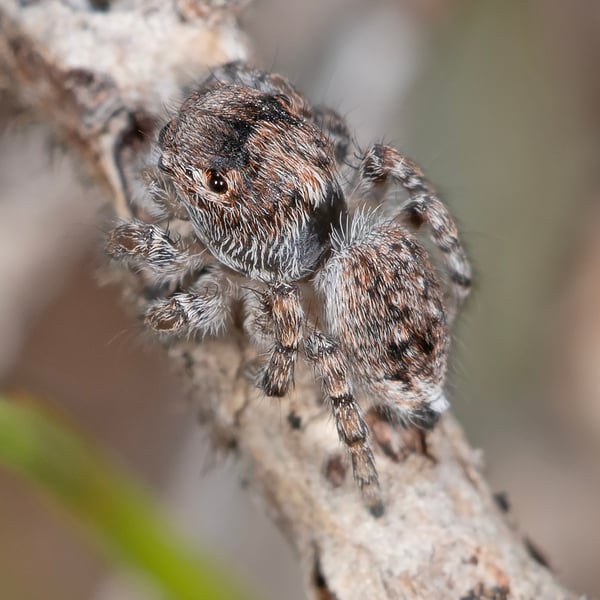 Maratus pardus