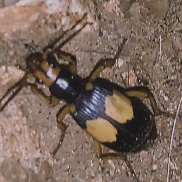 Pheropsophus bimaculatus