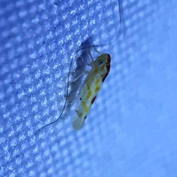 Eratoneura externa