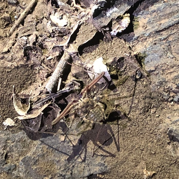 Euphrynichus bacillifer