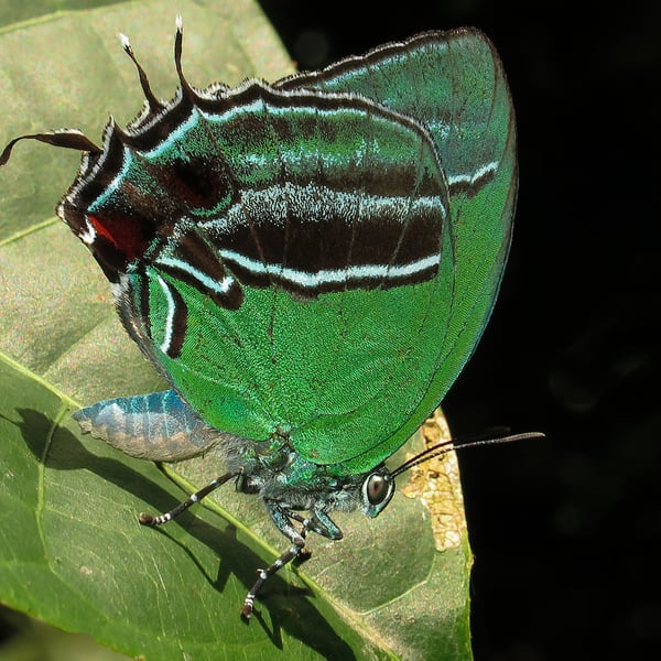 Evenus sumptuosa