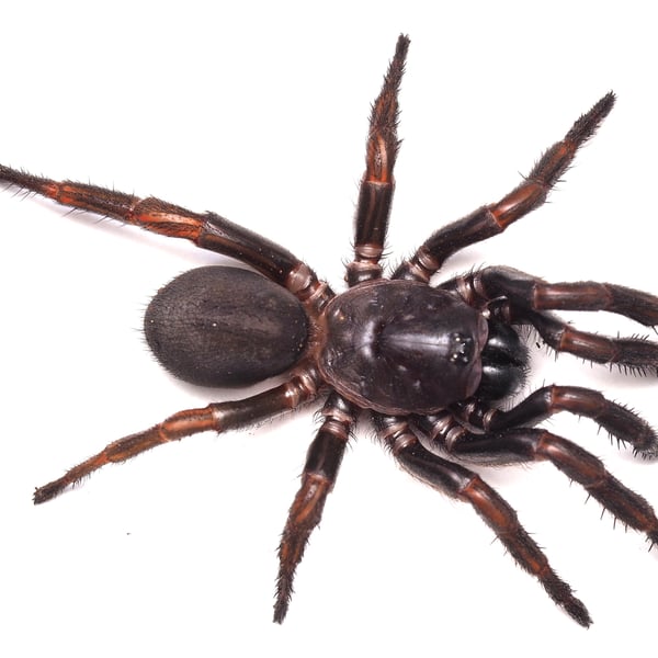 Cataxia spinipectoris