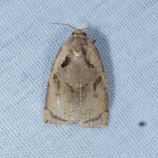 Homona salaconis
