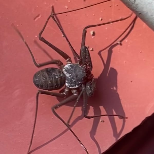 Phrynichus orientalis