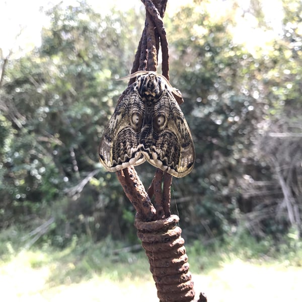 Brahmaea japonica