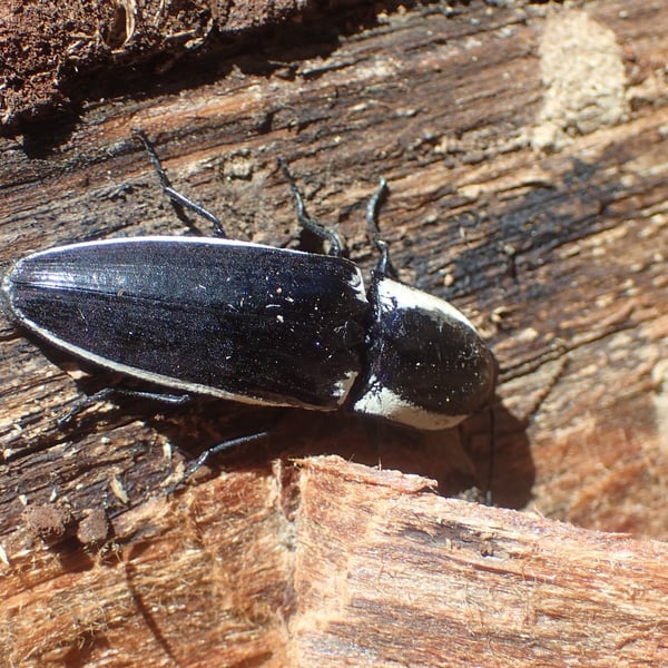 Chalcolepidius apacheanus
