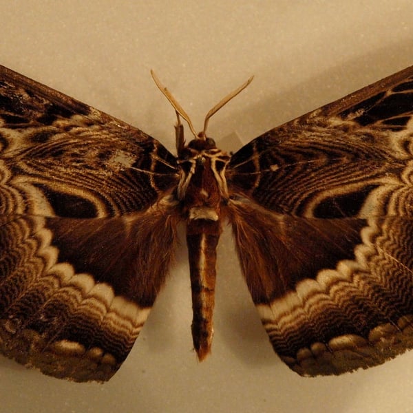 Dactyloceras
