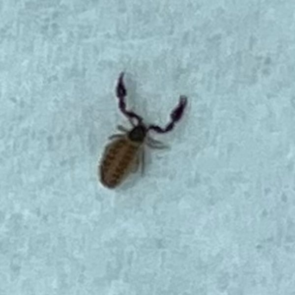 Dactylochelifer copiosus