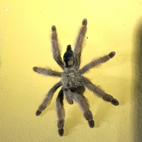 Psalmopoeus pulcher