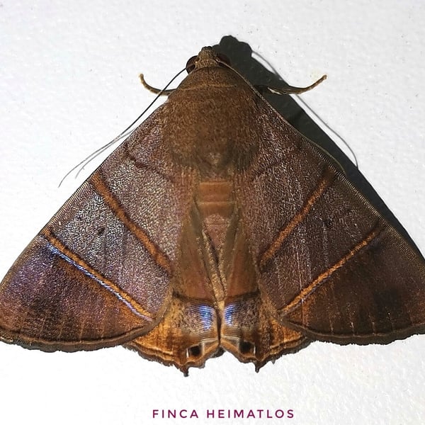 Eulepidotis superior