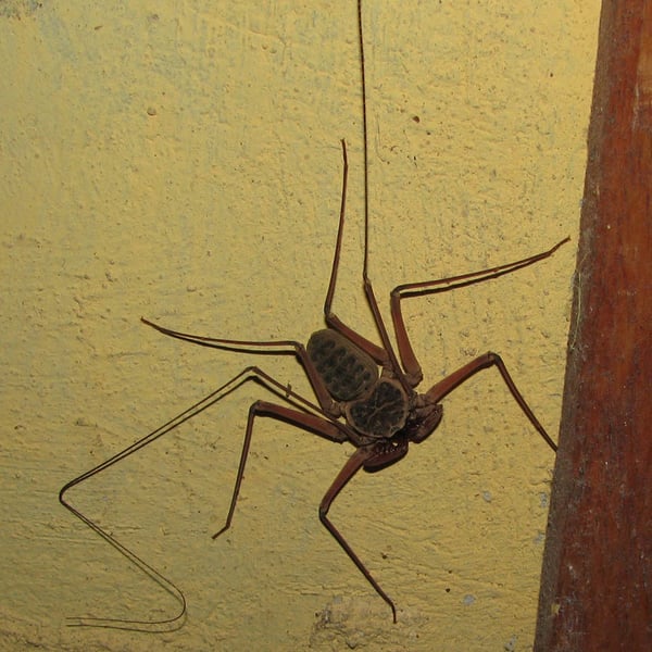 Paraphrynus chacmool